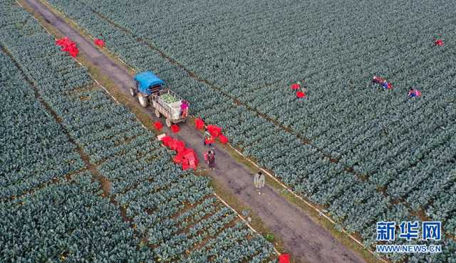 【“飞阅”中国】初冬蔬菜采收忙