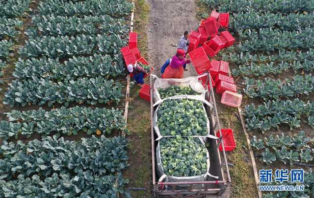 【“飞阅”中国】初冬蔬菜采收忙