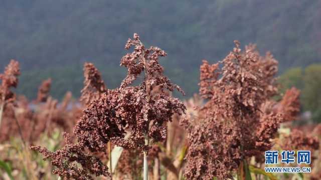 【“飞阅”中国】白裤瑶乡的“粱”辰美景