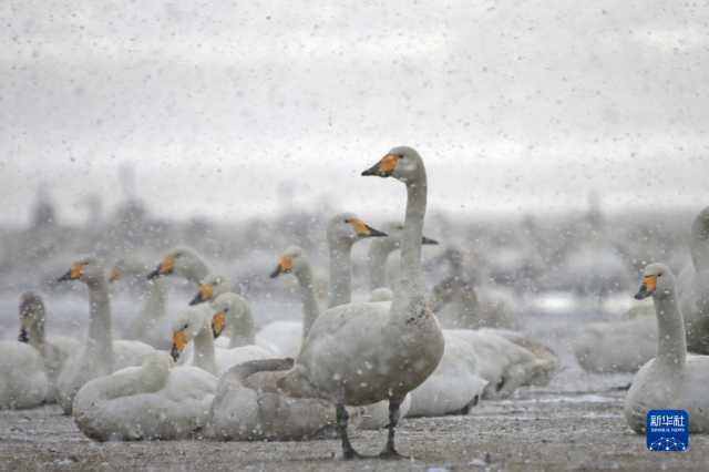 寒潮影响 多地迎来降雪