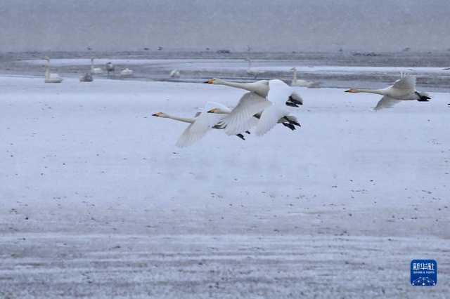 寒潮影响 多地迎来降雪