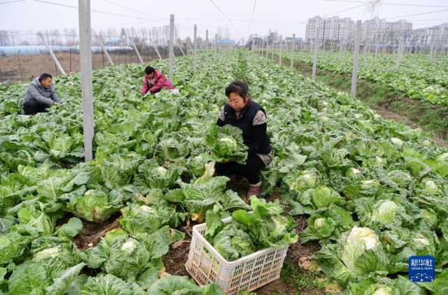 合肥：采收蔬菜供应市场