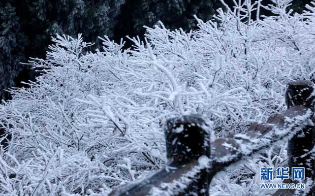 【“飞阅”中国】树挂冰晶山披玉衣 重庆“森林氧吧”加载雾凇美景