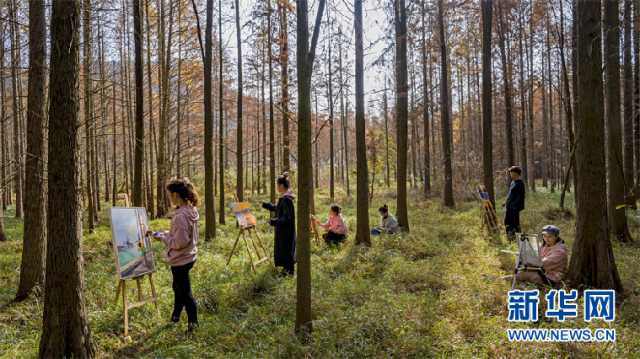 【“飞阅”中国】皖南红杉林 冬景美如画