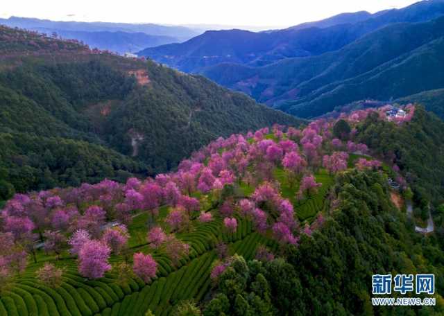 【“飞阅”中国】美景醉人 云南无量山樱花盛放