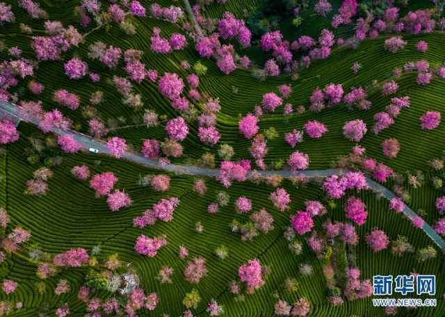 【“飞阅”中国】美景醉人 云南无量山樱花盛放