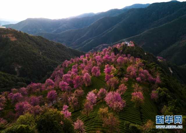 【“飞阅”中国】美景醉人 云南无量山樱花盛放