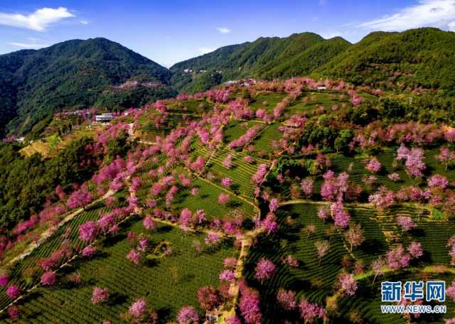 【“飞阅”中国】美景醉人 云南无量山樱花盛放