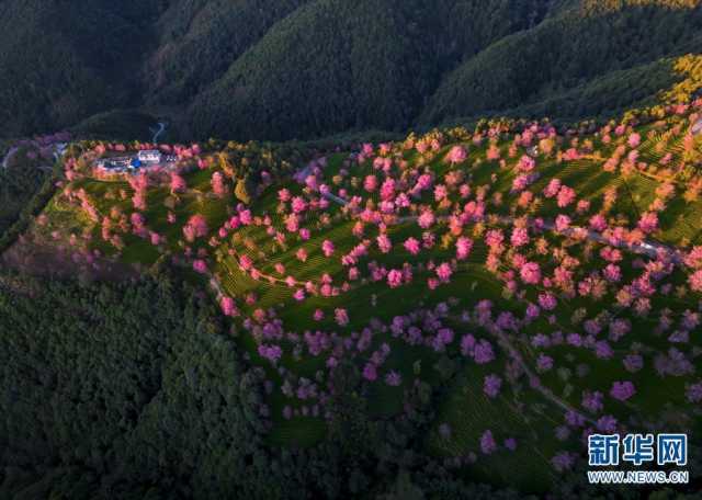 【“飞阅”中国】美景醉人 云南无量山樱花盛放