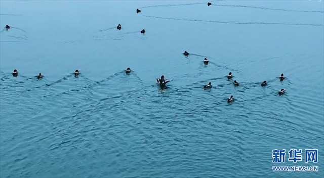 【“飞阅”中国】野鸭嬉戏水中游