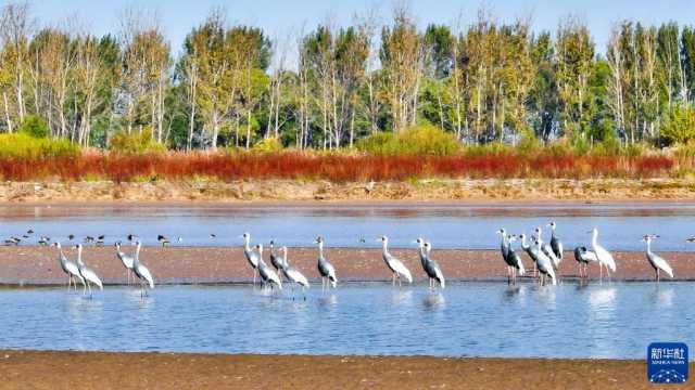 新时代新征程新伟业｜大河上下满目新——贯彻落实党的二十大精神加强黄河流域生态保护观察