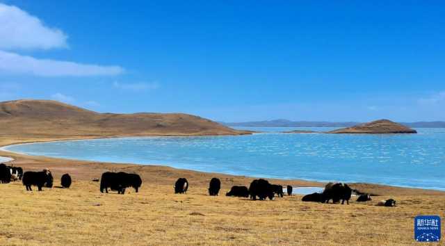 新时代新征程新伟业｜大河上下满目新——贯彻落实党的二十大精神加强黄河流域生态保护观察