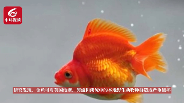 放生金鱼会破坏生物多样性？