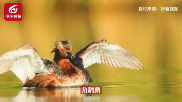 鸟类乐园！青海湖2021年监测到水鸟59种