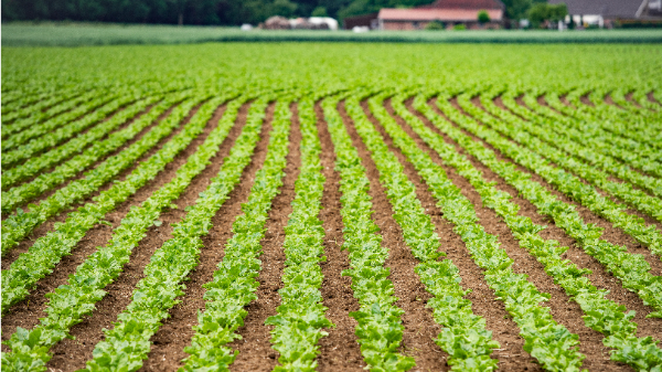 宁夏农用残膜年回收利用率达87.5%