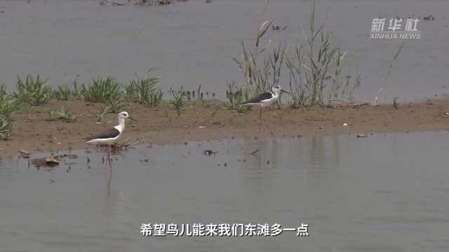 江河奔腾看中国·长江行｜候鸟迁徙季 他在上海东滩守护这些“蓝天精灵”