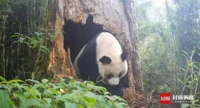 时隔4年再现野生大熊猫幼崽，神奇树洞藏着最好的环保故事