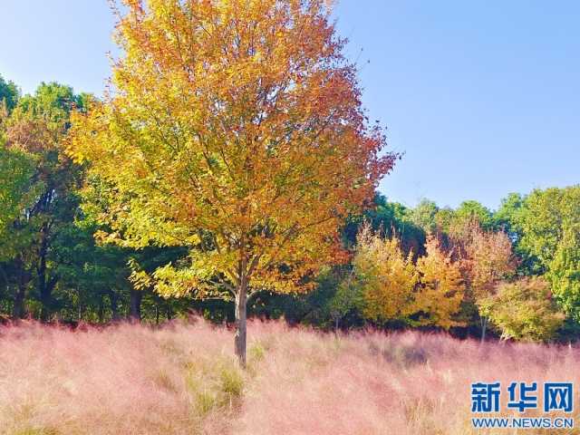 江西南昌：银杏金黄枫叶红 柿子累累挂枝头