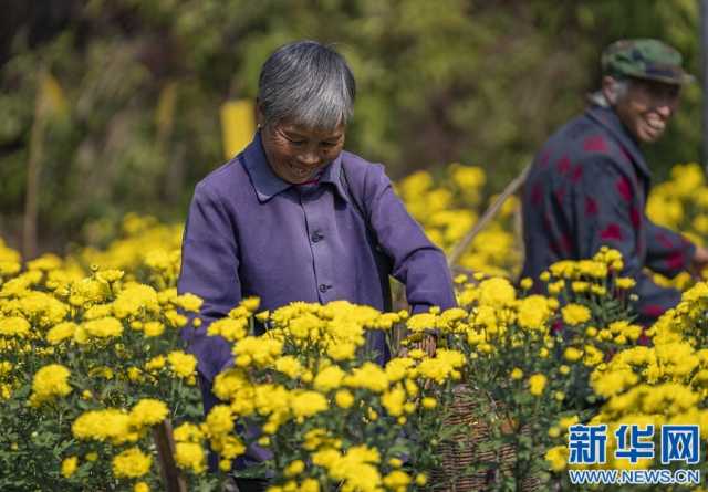 江西新余：皇菊丰收时 遍地“黄金花”