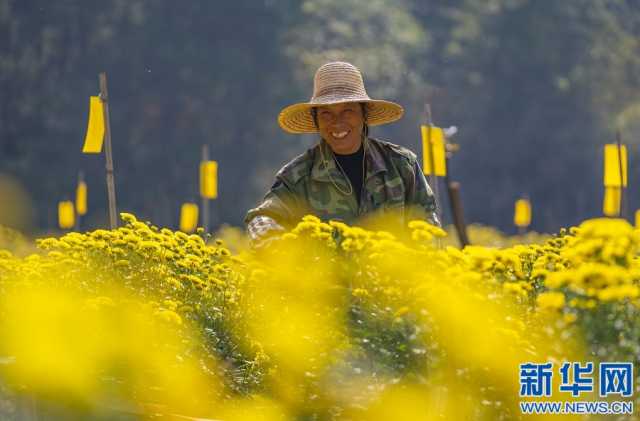 江西新余：皇菊丰收时 遍地“黄金花”