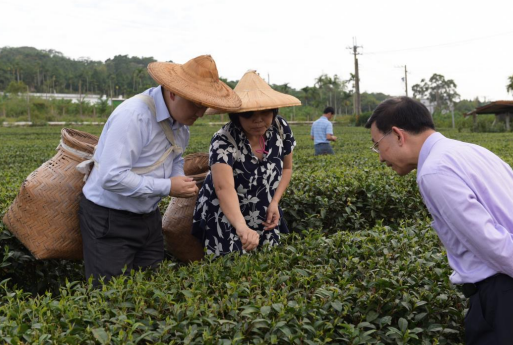 在传承中发展 在融合中共赢——台湾茶产业发展见闻