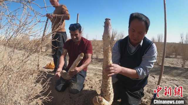 种植户们在沙海中挥锹“淘金”，摘取埋藏在漫漫黄沙之下的丰硕果实。安外尔江 摄